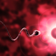 Illustration for article titled An Endangered Animal Sperm Bank Will Let Us Bring Pandas to Space